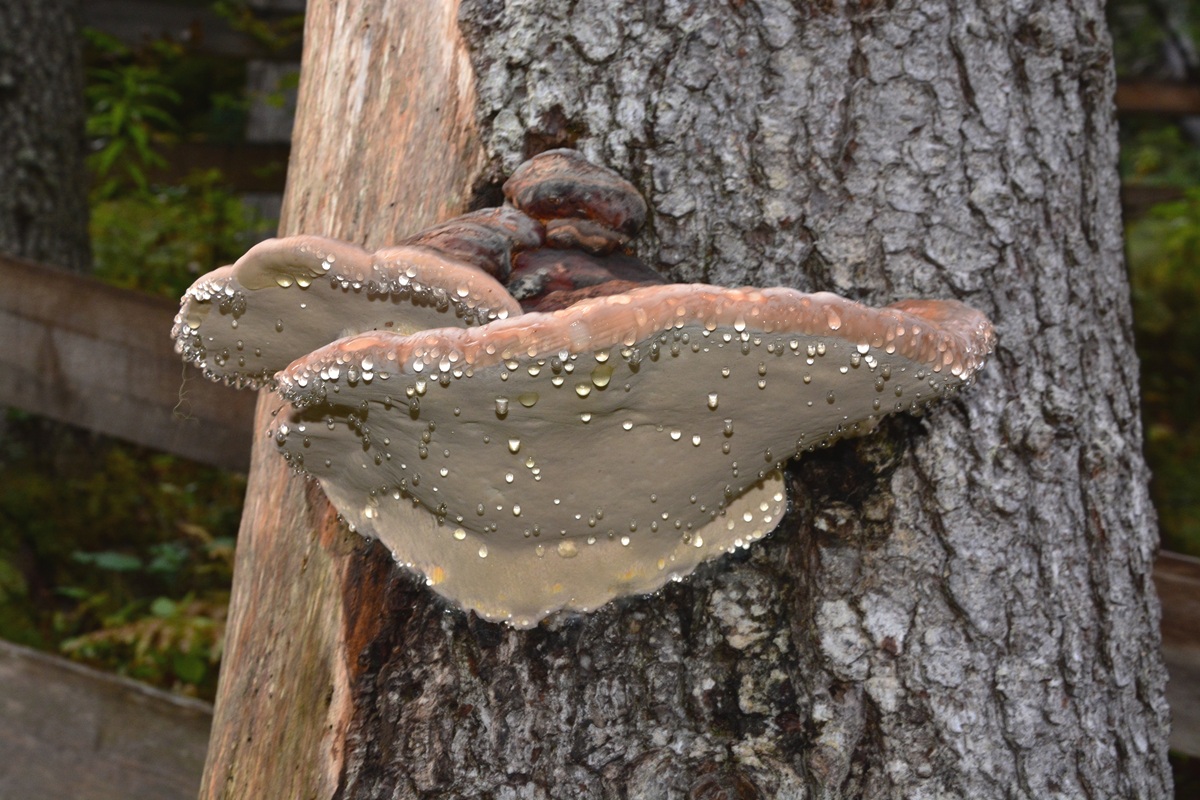 Tropfende Baumschwämme